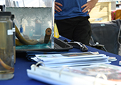 Lampreys In Tank On Outreach Table Next To Model